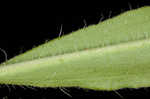 Common viper's bugloss